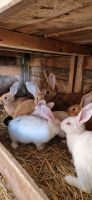 Verkaufe 13 Wochen alte Kaninchen Sachsen - Zittau Vorschau