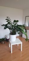 Zamioculcas Zimmerpflanze grün Pflegeleicht groß Saarland - Heusweiler Vorschau