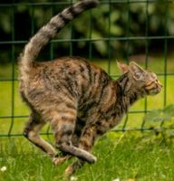 Wir vermissen unsere Katze Luzy Niedersachsen - Stadtoldendorf Vorschau