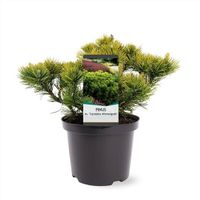 Bergkiefer Pinus mugo 'Carstens Wintergold' 30-50cm Nordrhein-Westfalen - Nordkirchen Vorschau