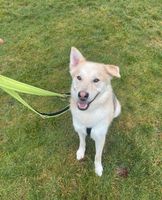 Jack Husky Mix menschenbezogen Köln - Köln Merheim Vorschau