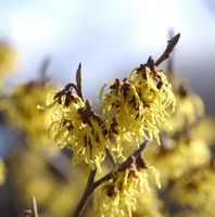 Schwefelgelbe Zaubernuß Arnold Promise 30-40cm - Hamamelis Niedersachsen - Bad Zwischenahn Vorschau