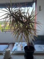 Schöne Pflanze Palme Schleswig-Holstein - Glinde Vorschau