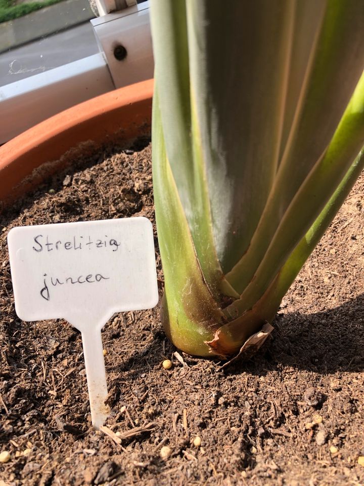 Strelitzia Juncea in Bottrop