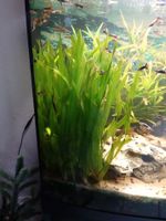 Vallisneria Aquariumplanze Hessen - Nidderau Vorschau