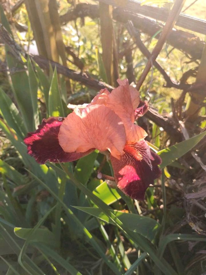 Schwertlilie hoch orange rot Iris in Weitramsdorf
