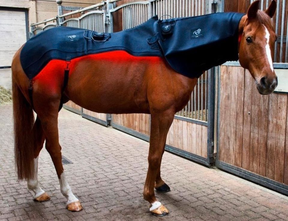 Tierphysiotherapie Dorntherapie & Akupunktur für Pferde in Friedrichshafen