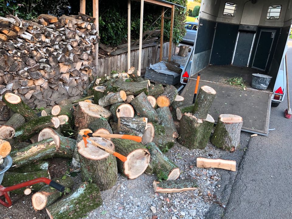 Baumfällung,  Hecke schneiden, Baumpflege in Herford