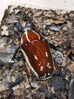 Käfer Rosenkäfer Mecynorrhina torquata ugandensis L3 Larven Hessen - Butzbach Vorschau