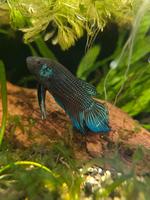 Betta Mahachaiensis FO Tiere Baden-Württemberg - Renningen Vorschau