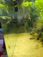 Endler Guppys Hessen - Breidenbach (bei Biedenkopf) Vorschau