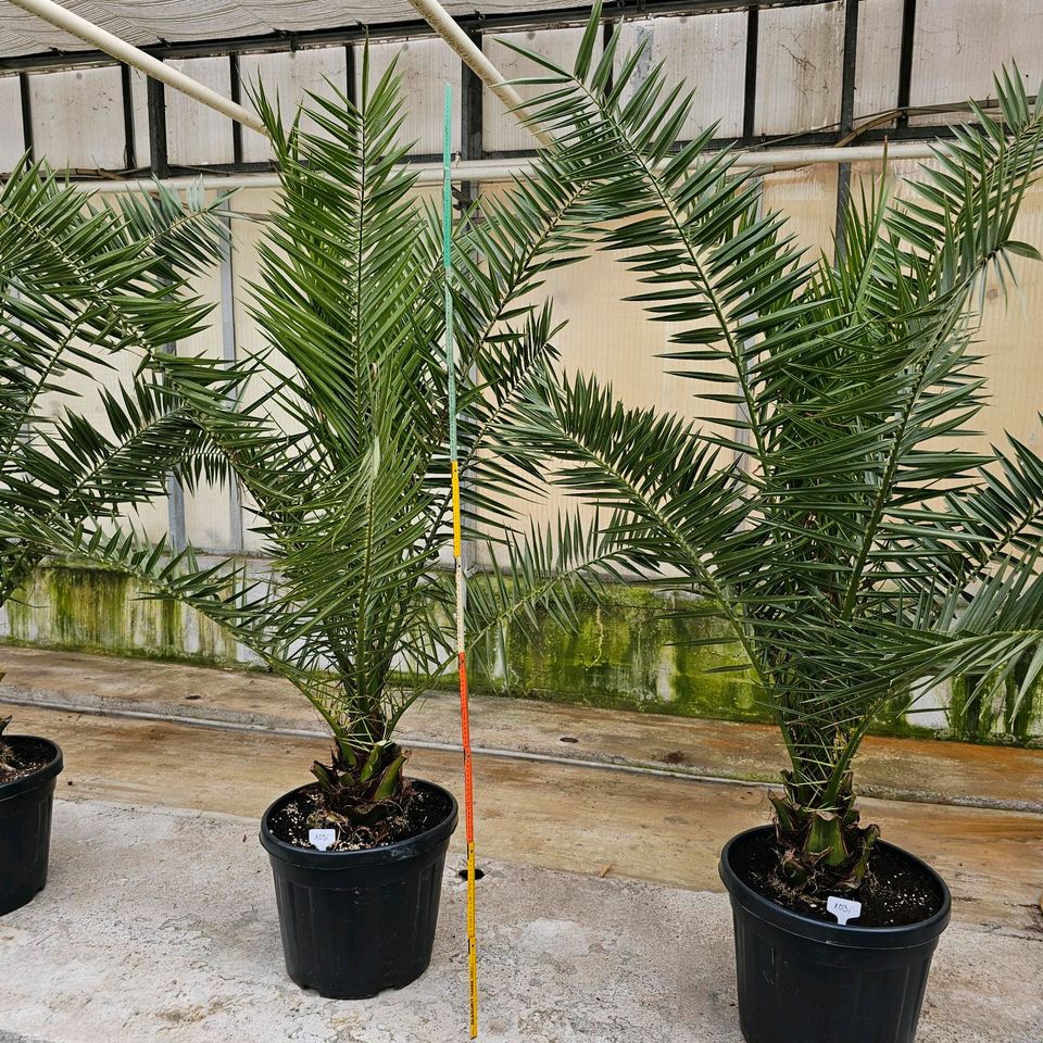 Dattelpalme Phoenix canariensis Palme in Wiesbaden