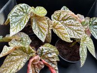 Begonie Snow Capped Variegata Begonia Bayern - Germering Vorschau