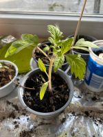 Tomatenpflanzen Snaragd und Black Plum Leipzig - Gohlis-Mitte Vorschau