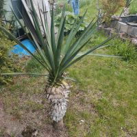 Hochstämmige Yucca Thüringen - Neustadt an der Orla Vorschau