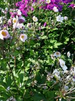 Herbstanemone / Ableger / Anemone japonica / rosa Kiel - Schilksee Vorschau