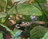 Endler guppys fische aquarium endlerguppys Niedersachsen - Haren (Ems) Vorschau