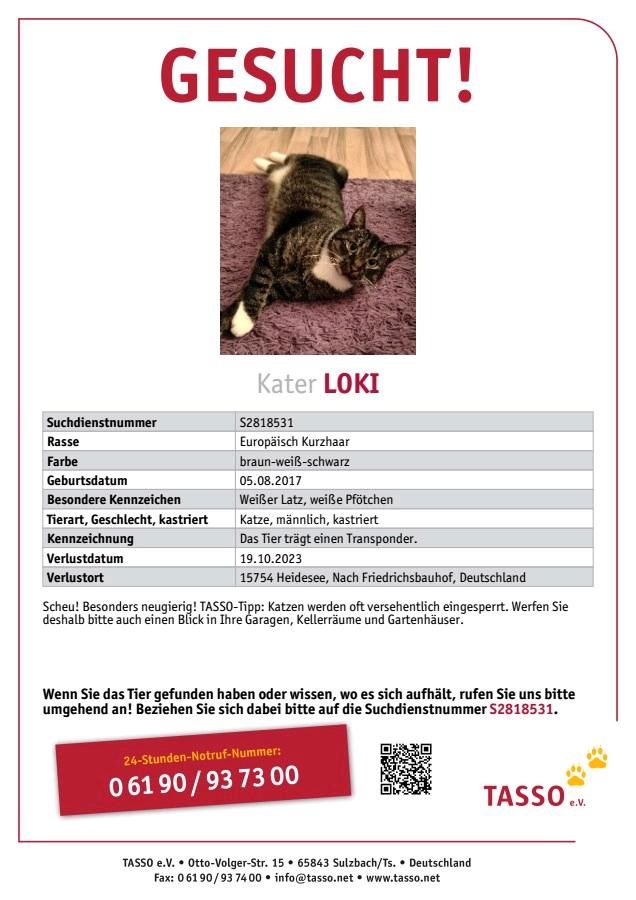 Kater gesucht in Heidesee