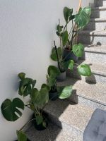 4 monstera  pflanzen von 5€-8€ Bayern - Kirchdorf Vorschau