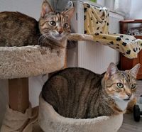 Katzenpaar abzugeben + Zubehör 20€ Thüringen - Apolda Vorschau