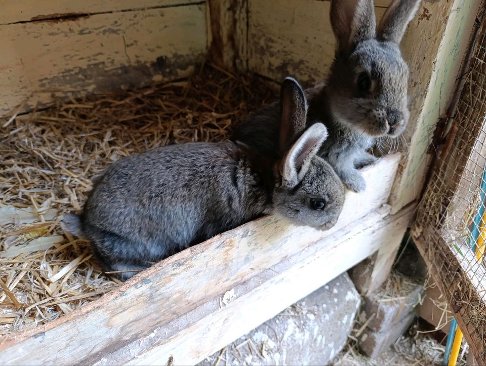 Junger Hase Kaninchen Stallhase in Raschau-Markersbach
