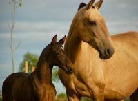 Lusitano Stute, gerittene Zuchtstute Nordrhein-Westfalen - Kalkar Vorschau