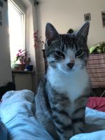 Katze gesucht Berlin - Mitte Vorschau