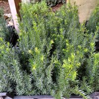 Taxus Baccata Gemeine Eibe Stück 2,50 Eur/ Europäische Eibe ✂️✂️ Nordrhein-Westfalen - Grefrath Vorschau