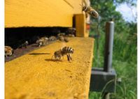 Bienenvolk in Berlin-Köpenick Berlin - Köpenick Vorschau