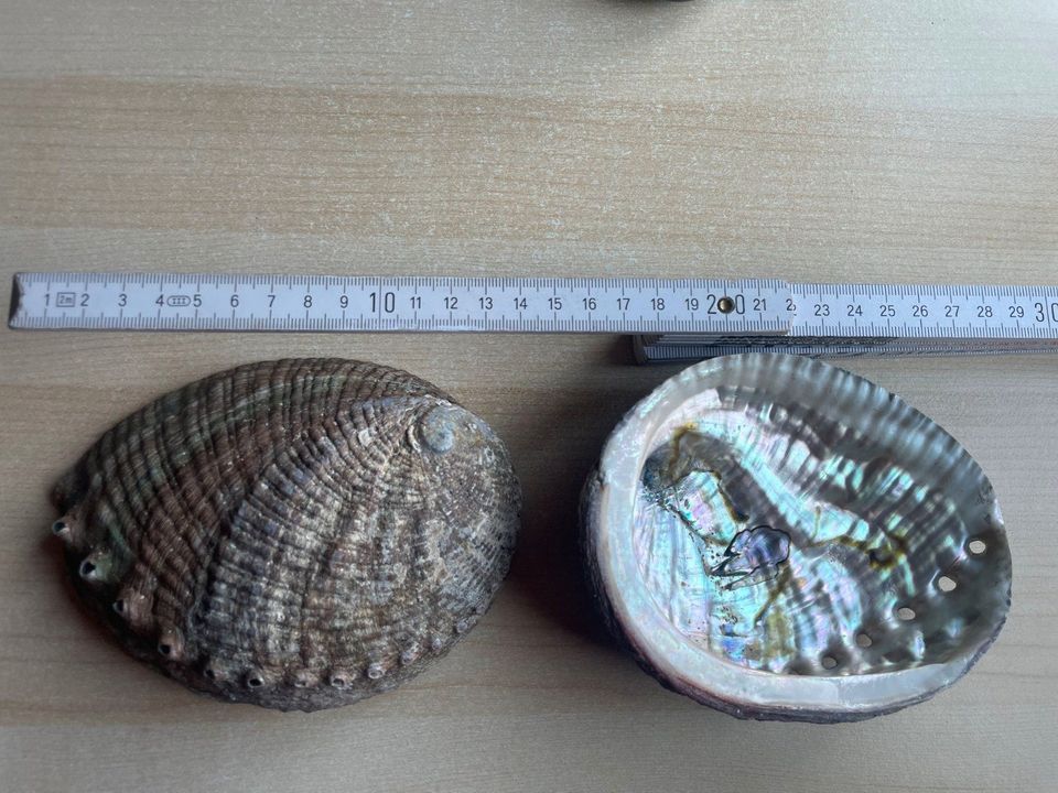 Abalone Muschel Haliotis in Hamburg