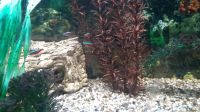 Aquarium komplett, besetzt Hessen - Biebergemünd Vorschau