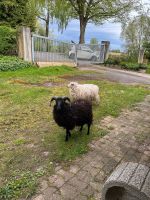 Schöner Skudden Bock zu verkaufen Nordrhein-Westfalen - Horn-Bad Meinberg Vorschau