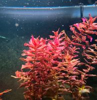 Rotala Macandra red Rheinland-Pfalz - Grafschaft Vorschau