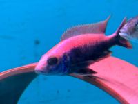 Malawi Barsch Scianochromis purple red Thüringen - Tiefenort Vorschau