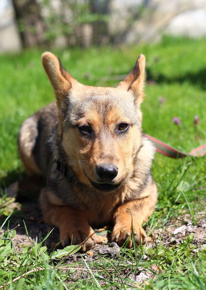 Tierschutz - freundliche Alma sucht eine liebevolle Familie! in Düsseldorf