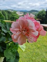 Pelargonia Hvidkaers Mona Bayern - Grafenau Vorschau