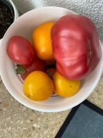 Tomatenpflanzen Hessen - Erlensee Vorschau