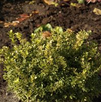 Heimischer Buchsbaum Polar 25-30cm - Buxus sempervirens Niedersachsen - Bad Zwischenahn Vorschau