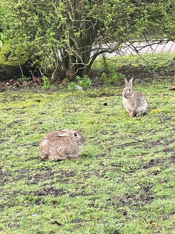 Suche Gartengrundstück in Mombach/ Budenheim Bolenwiese in Mainz