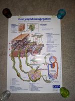 Poster „Das Lymphdrainagesystem“/ Jobst/ 2002/ 84,3 x 59,3 cm Wandsbek - Hamburg Bramfeld Vorschau