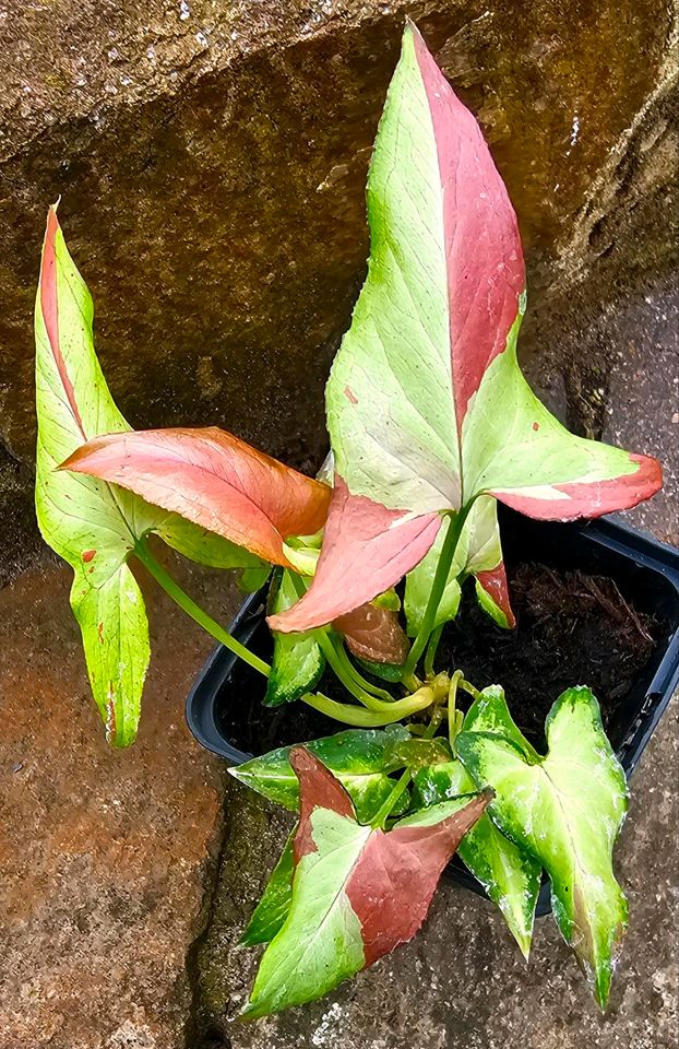 Syngonium Orm nag pum variegata - M22 in Obertshausen