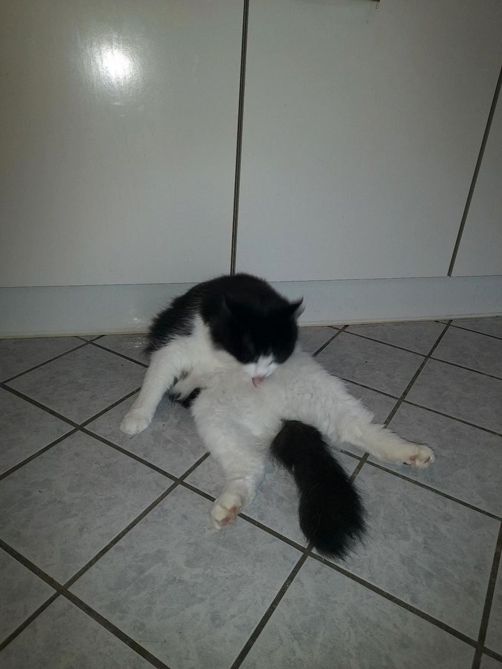 Vermisst wird unser Kater Maxim!!! in Winzer