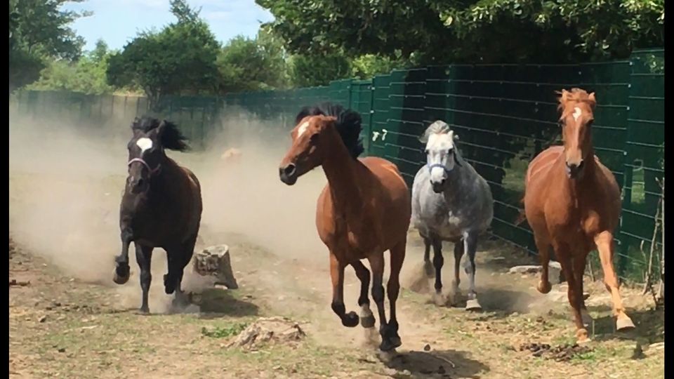 Offenstall hat noch Platz, Offenstallplatz, Pferd ,Pony ,Stall in Arnstein