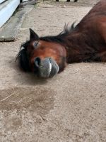 Grundstück zur Tierhaltung, Stall Baden-Württemberg - Oberhausen-Rheinhausen Vorschau