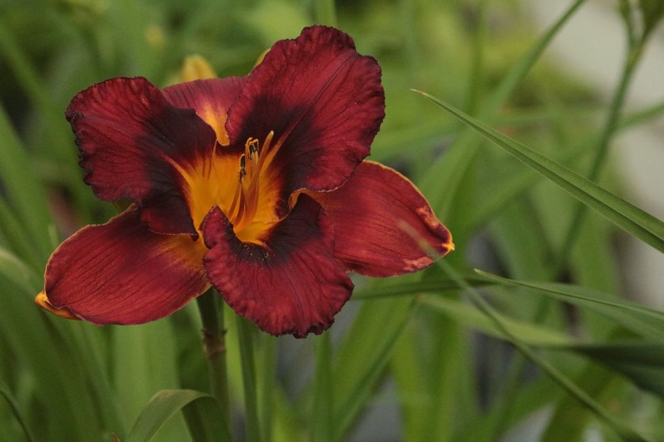 Taglilie - Hemerocallis - HYPNOTIZED - Einzelfächer in Bochum