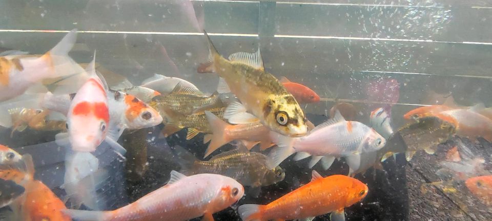 Koi Teichfische Fische Zierfische Farbkarpfen Karpfen Kois in Ilsede