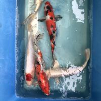 Koi: Tancho, Hariwake, Kujaku, Platinum, Sanke, 35-40 cm Nordrhein-Westfalen - Wachtendonk Vorschau