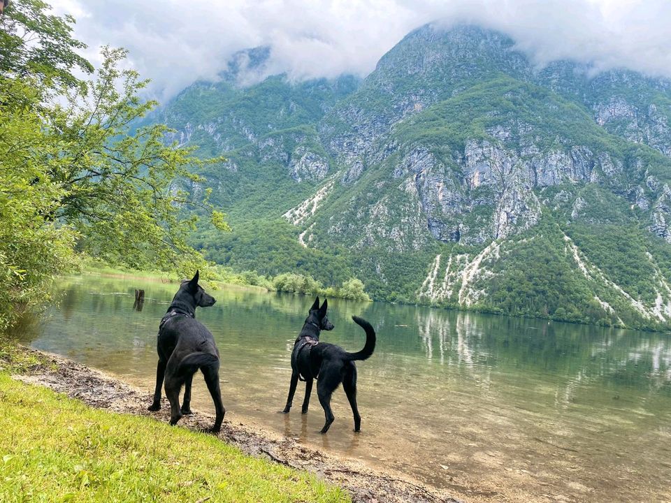 MARCELLA Malinois Mischling Hündin Tierschutz Hund in Nümbrecht