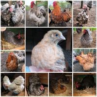 (Keine)Bruteier meiner großen Orpington/Huhn/Henne/Hahn/Küken/ Nordrhein-Westfalen - Welver Vorschau