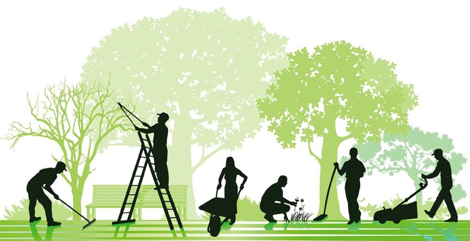 Gartenarbeit Aller Art - Heckenschnitt- Rasenmähen - Gärtner - Baumschnitt - Baumpflege - Baumfällen - Baumfallung - Grünschnitt, Baumschnitt, in Düsseldorf